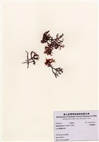 藏品(鋸齒麒麟菜)的圖片